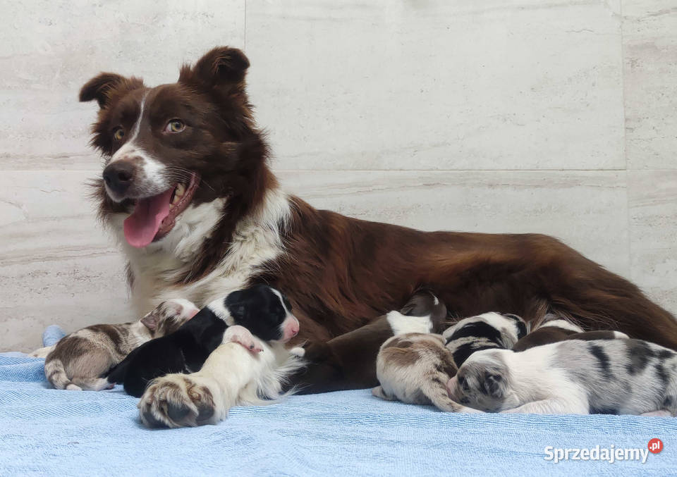 Rasowy sczeniak Border Collie klasycznej maści z podkarpackie Iwonicz