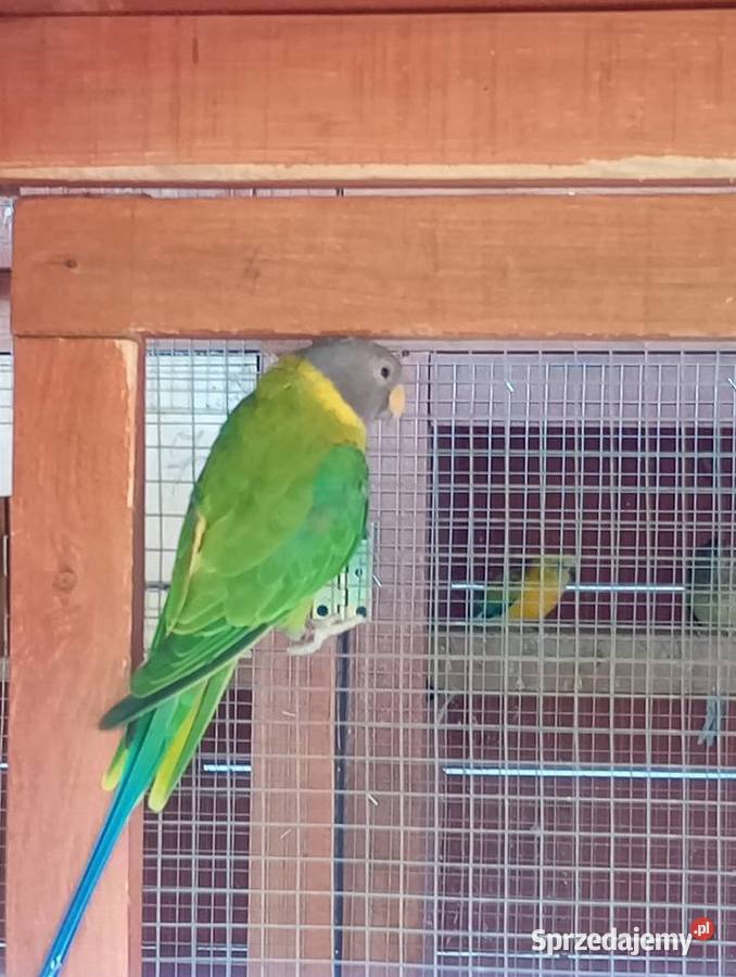 Papugi Aleksandretty Śliwogłowy Kamień Górowski