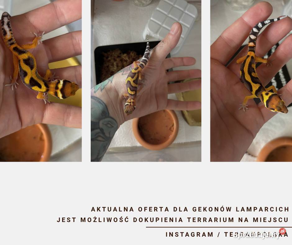 Gekony Lamparcie Unikaty sprzedam