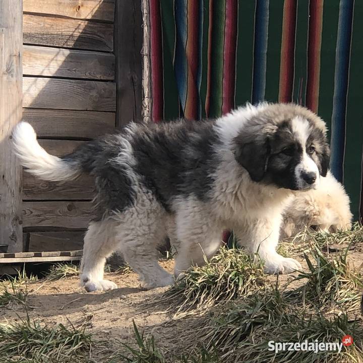 Mastif pirenejski rodzinny molos stróżujący