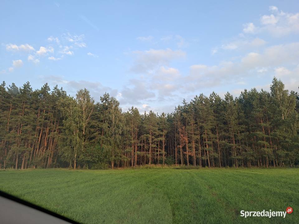 Sprzedam działkę z lasem o powierzchni 176h kujawsko-pomorskie