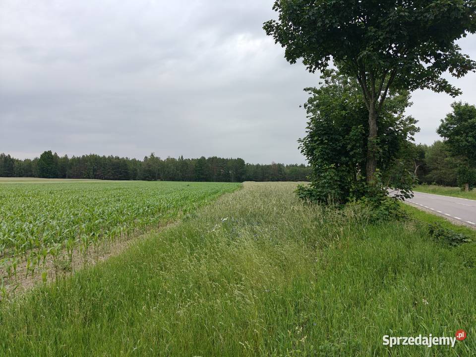 Syndyk sprzeda Nowy Szczeglin