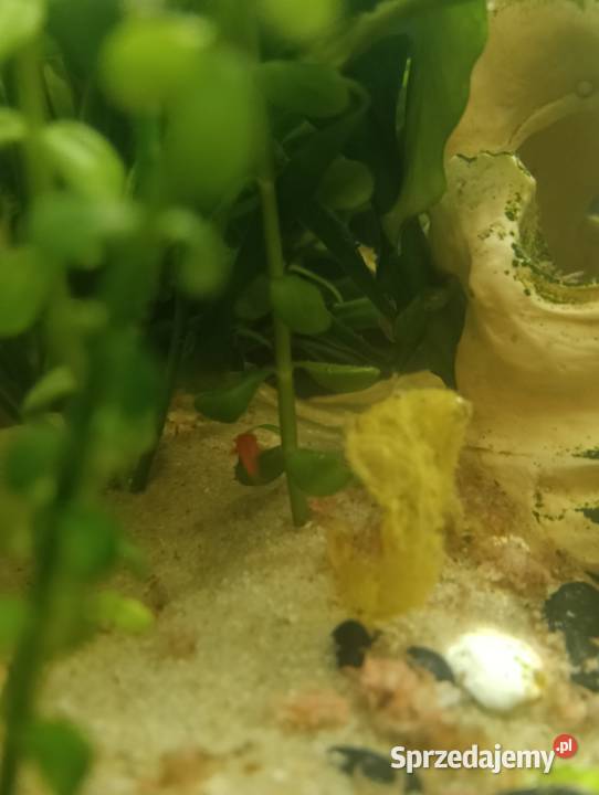 Mieczyki rybki akwariowe Radawiec Duży