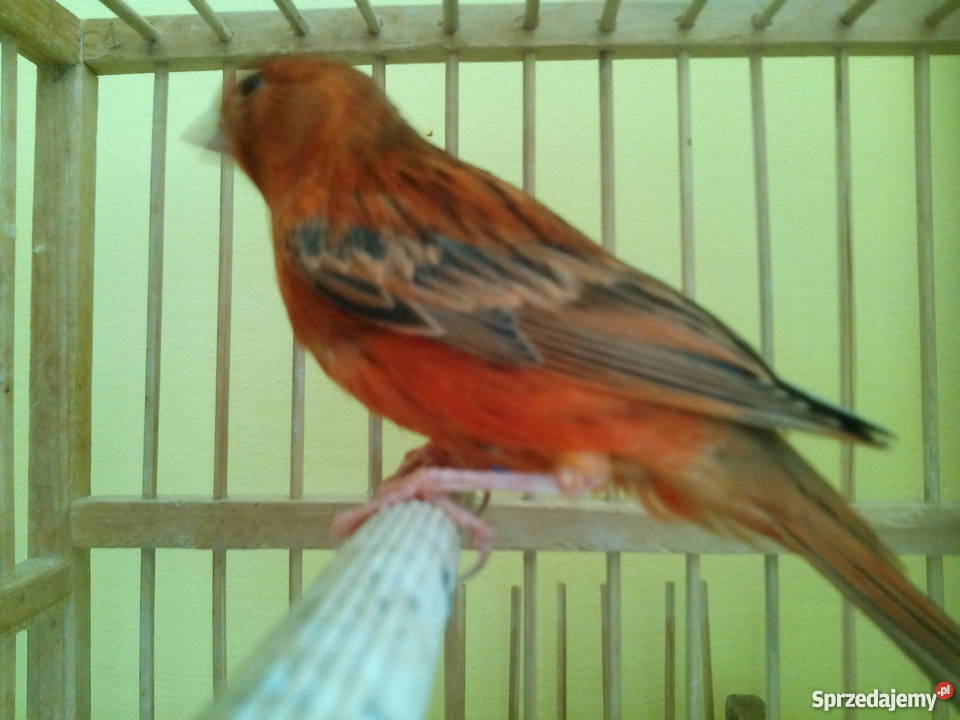 kanarki agaty 2017 Wołomin