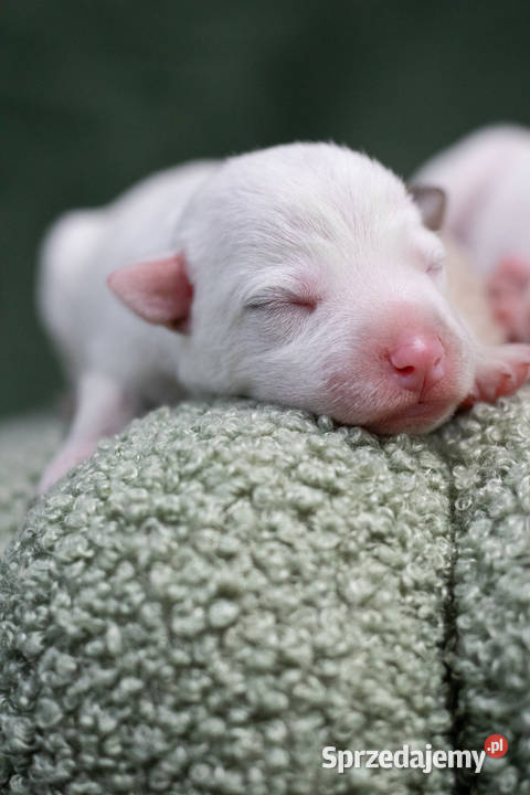 Parson Russell Terrier Szczenięta ZKwP Warszawa