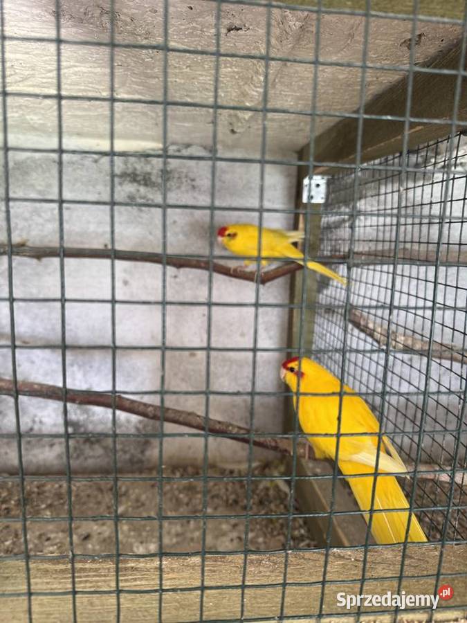 Modrolotki Czerwonoczelna papuga kozia PARKA Pszczyna