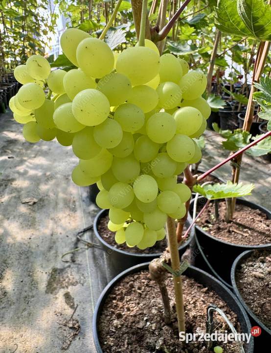 Beznasienny winogron KISZMISZ Cimus Winorośli Łazy Brzyńskie