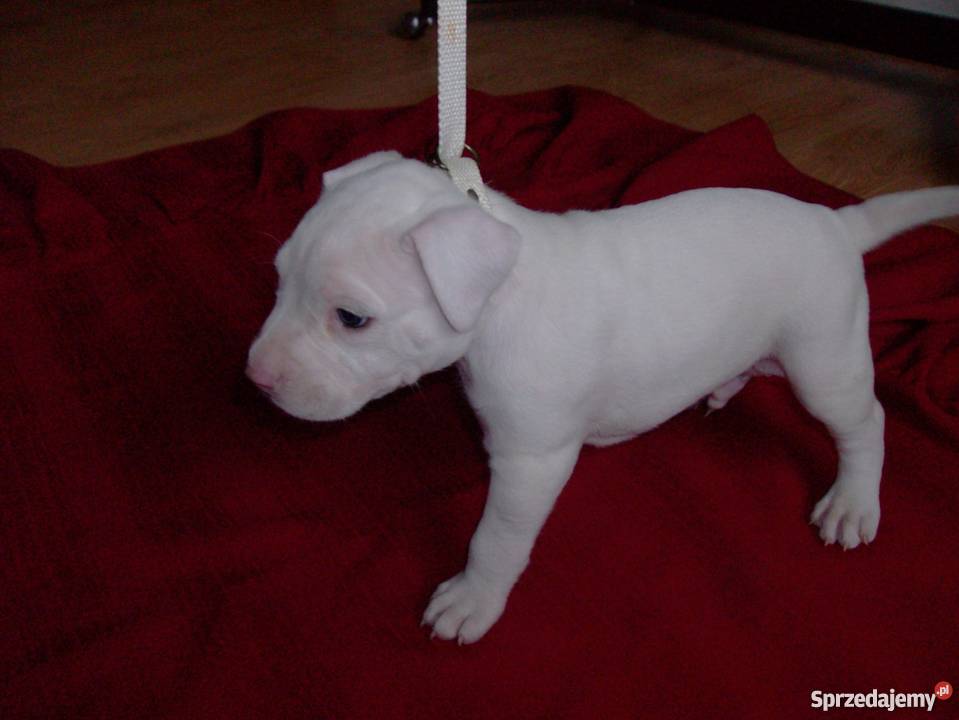 Mocne szczeniaki Amstaff Brzeg