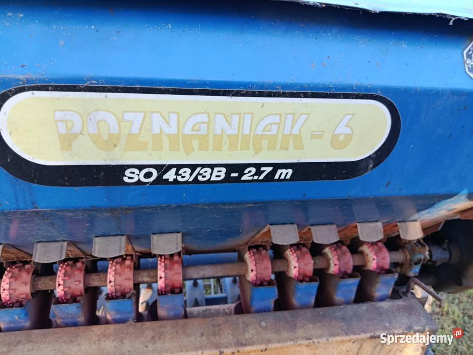 sprzedam poznaniaka Hrubieszów