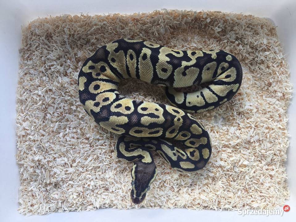 Wąż pyton królewski 236 Boruja Kościelna