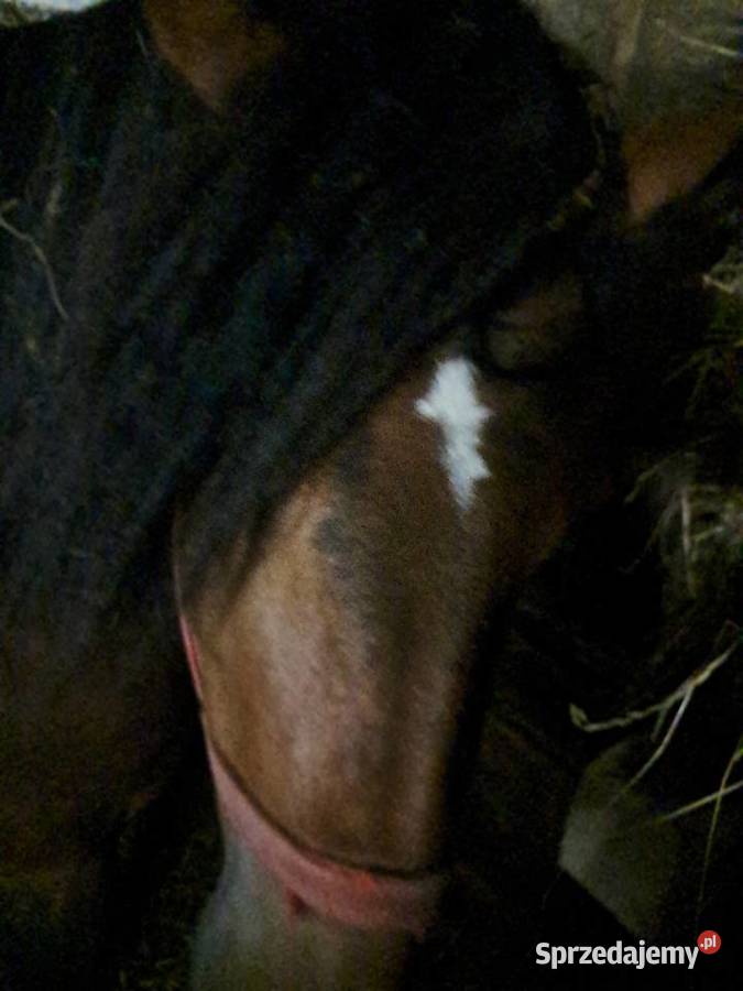 Sprzedam małopolskie