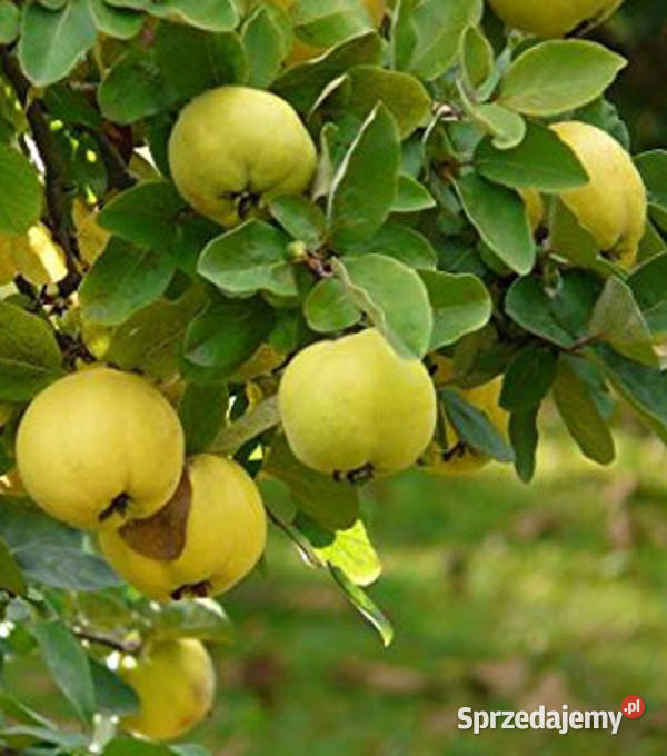KLEISZCZE SMAKOWITE Aegle marmelos sadzonki w Ustronie