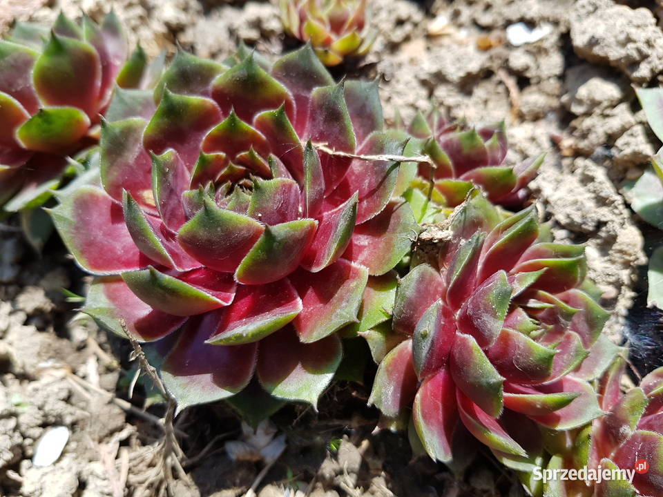 Zestaw roślin na skalniak 100 sztuk mix gatunków Lublin