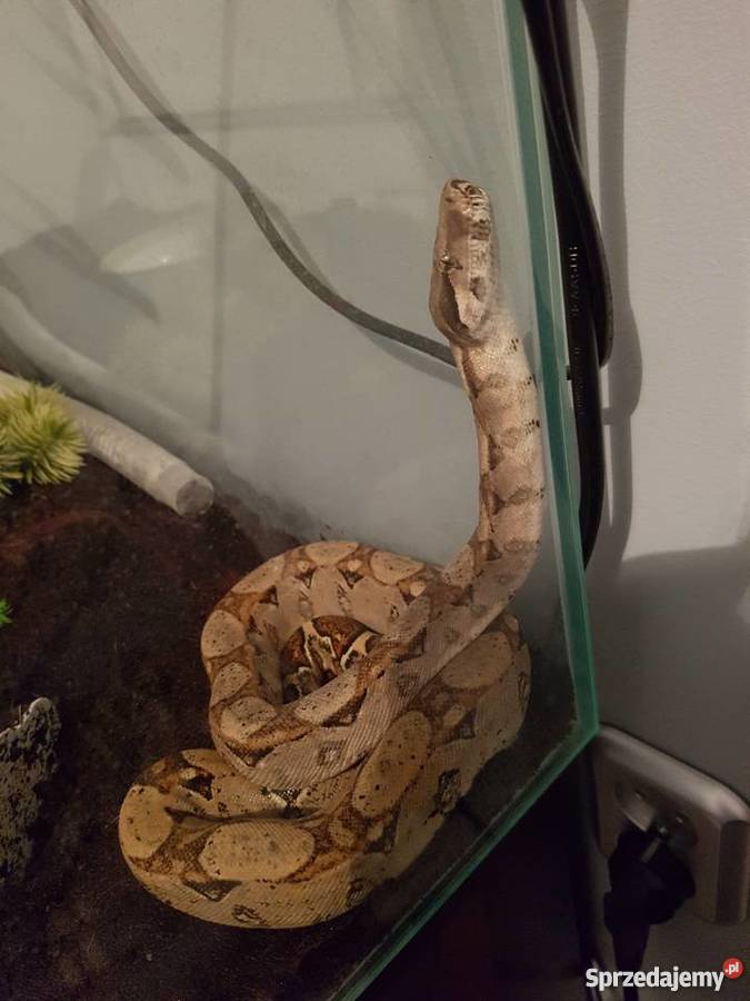 boa constrictor Pozostałe Wodzisław Śląski