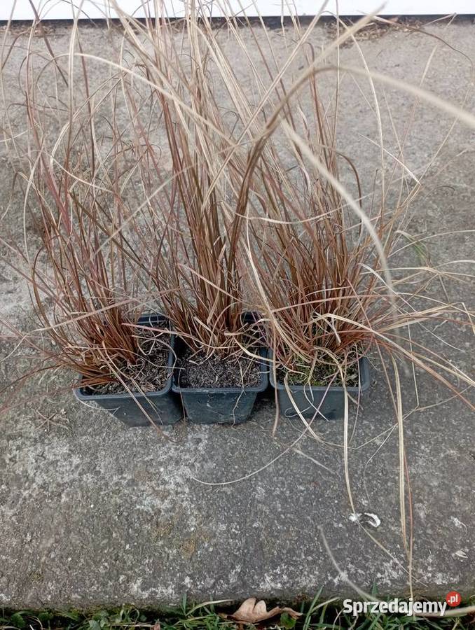 Turzyca buchanana podkarpackie Grodzisko