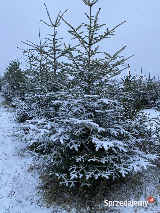 Choinki na sprzedaż Świerk pospolity Świerk