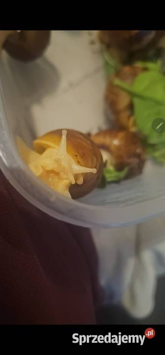 Ślimak aftykanski Lissachatina fulica albino Pozostałe Koszalin sprzedam