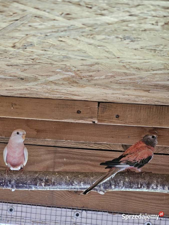 Papugi lilianki lubelskie Zamość