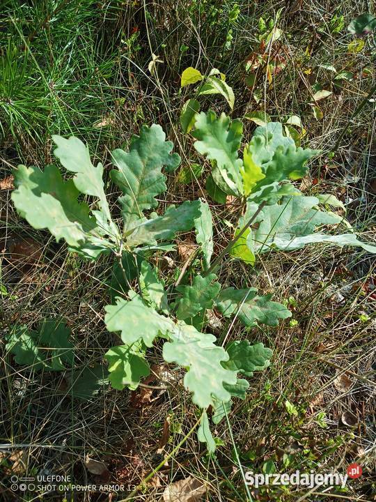 Sadzonki dębu Pozostałe Łomża