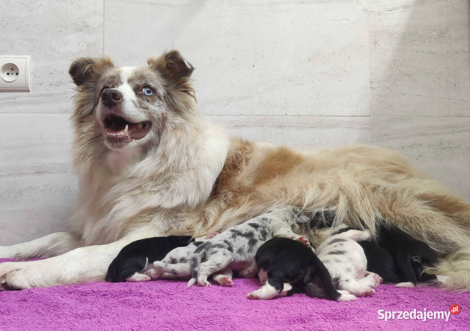 Szczeniak Suczka BORDER COLLIE z Hodowli Rasowa Iwonicz