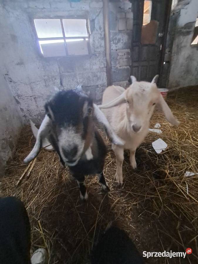 kozy anglolubinskie Skarżyn