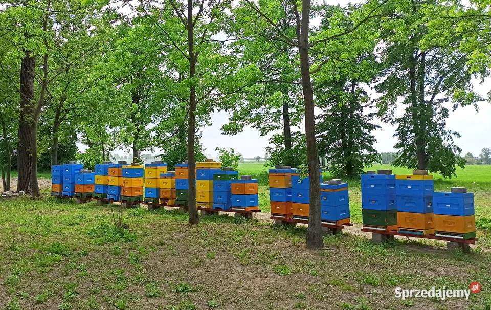 Miód lipowy z własnej pasieki