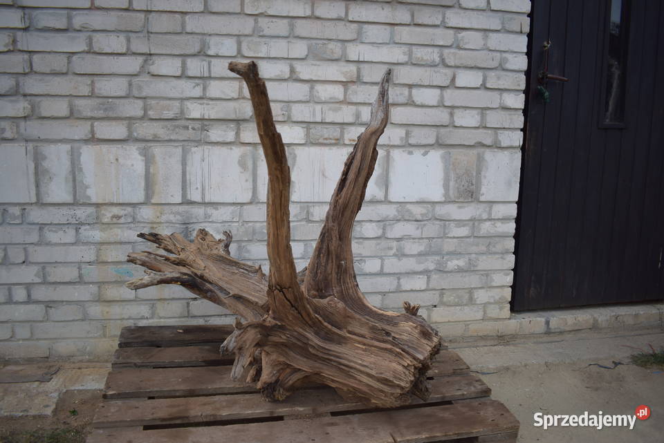 Korzeń ozdobny do ogrodu Połaniec sprzedam