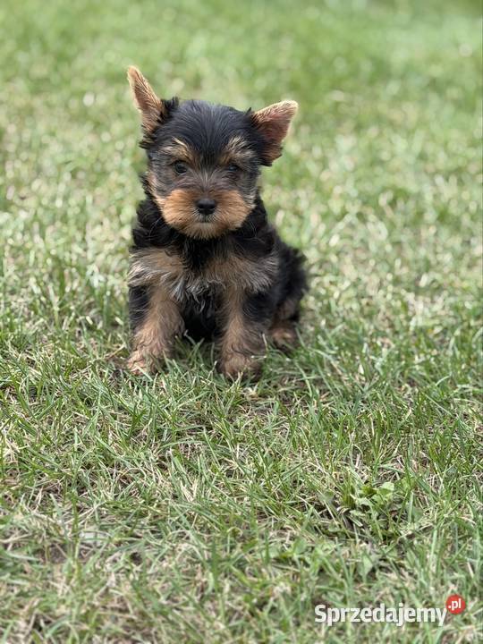 Yorkshire terrier piesek Gorzów Wielkopolski