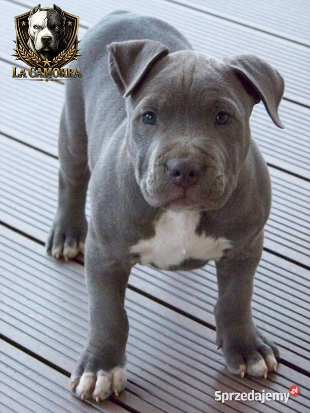 Amstaff Blue mocny samiec