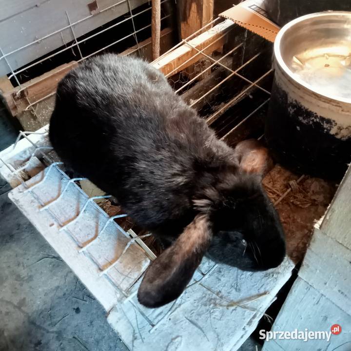 Sprzedam młode kotne samice łódzkie Trzepnica sprzedam