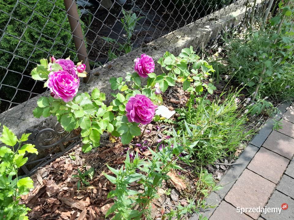 Róża rabatowa MINERVA piękny FIOLETOWY KOLOR sprzedam