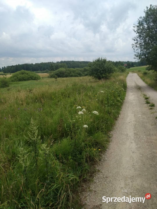do miasta i do lasu z działki Jesionowo