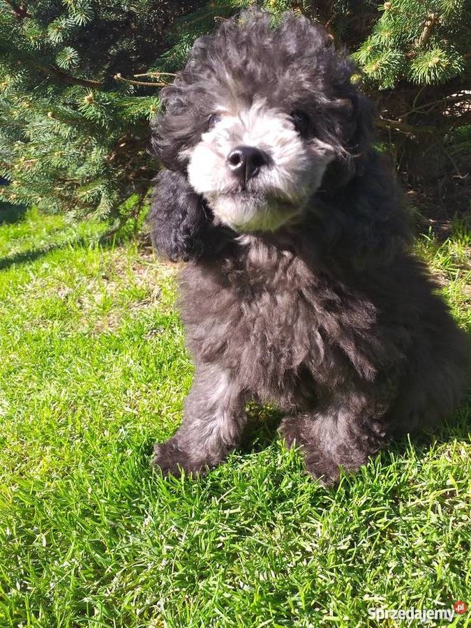 Pudel toy srebrny małopolskie Polanka Wielka sprzedam
