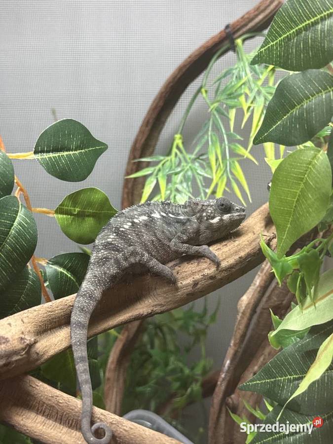 Kameleon Lamparci z terarium i pełnym potrzebnym Konarzyce