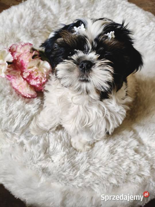 Shih tzu piesek FCI Wałbrzych
