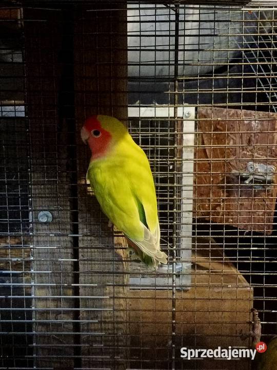 Papugi konury nimfy i inne