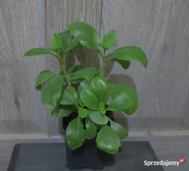 Żyworódka Pierzasta Kalanchoe Pinnata 4 Pruszków