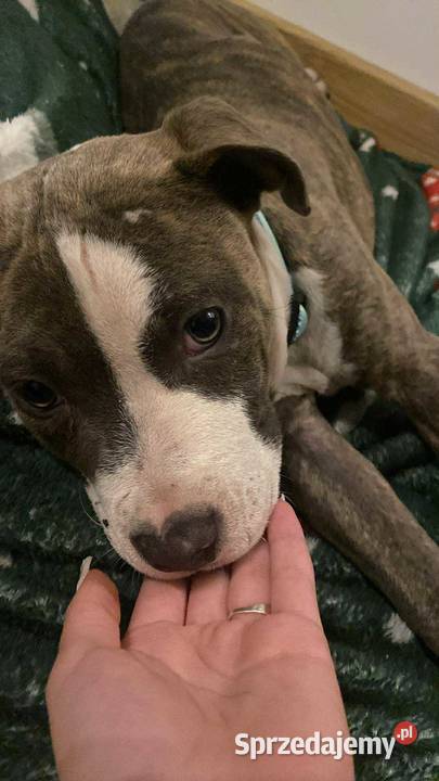 American Staffordshire Terrier Ostrów Wielkopolski