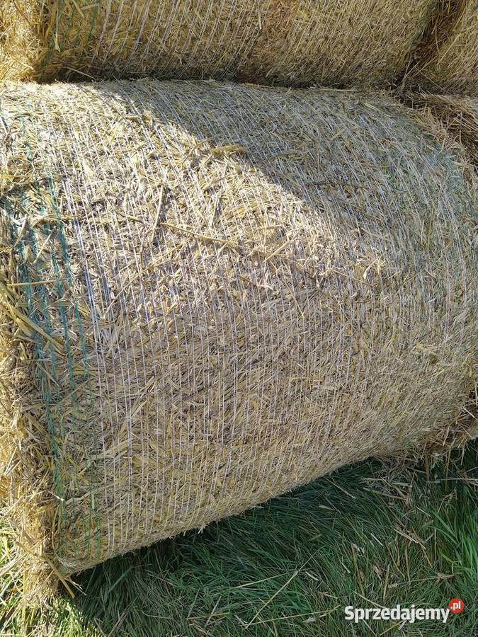 Słoma z pszenżyta z tegorocznych żniw Pułtusk