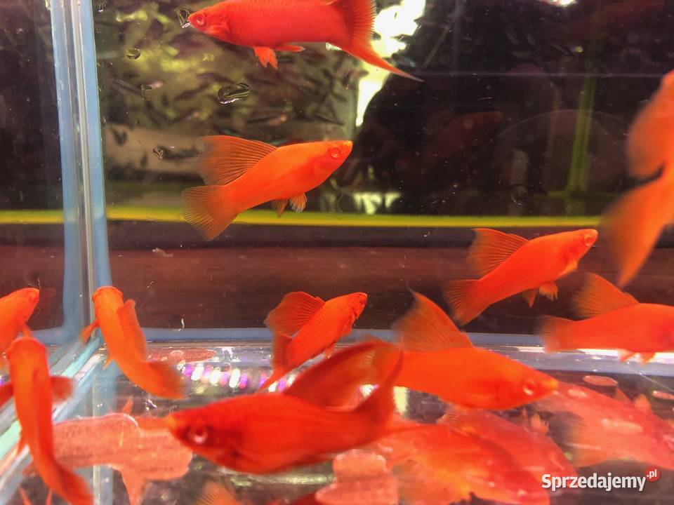 Wiedeński Delta mieczyk Red Albino