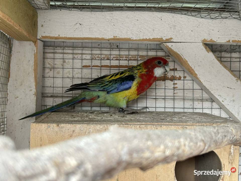 Sprzedam samiczke gotowa na lęgi Włoszakowice