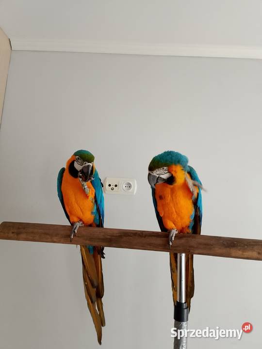 Sprzedam 2 Ary Ararauny Ełk sprzedam