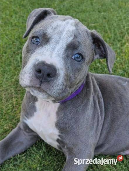 Piekne Amstaffy Lublin