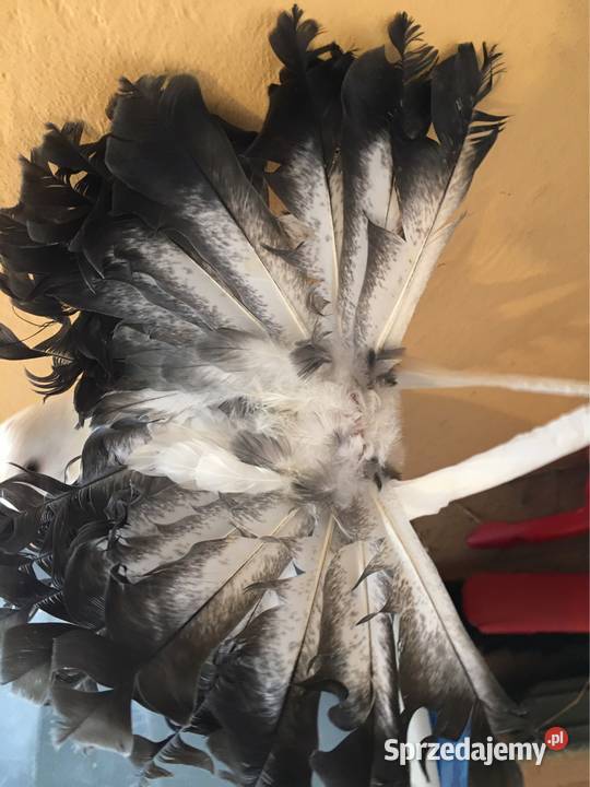 Gołębie pawiki pawik Dębica