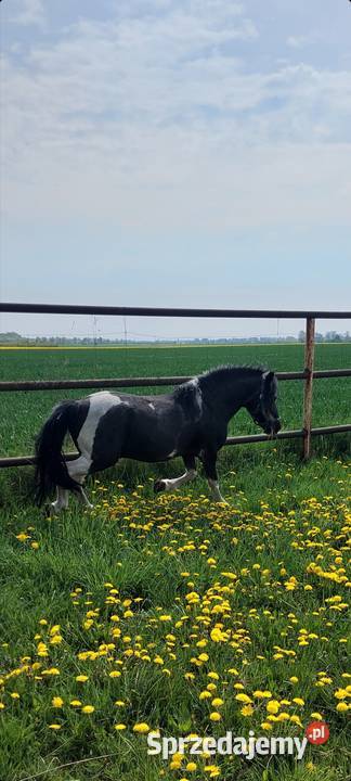 Kuc ogierek posada licencje Srokaty przekazuje Konie Szamotuły