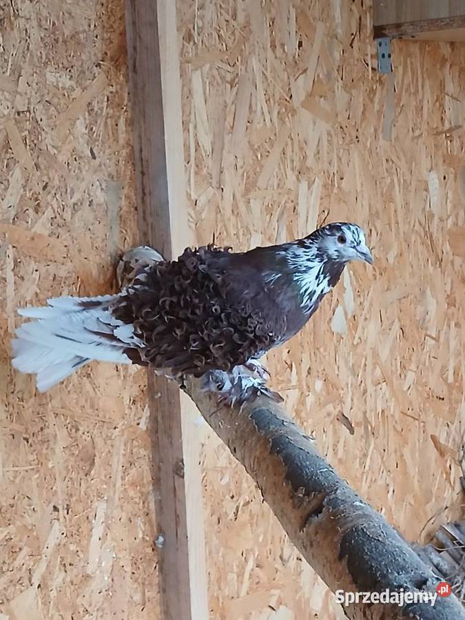 Gołębie ozdobne loczki Ptaki pomorskie Prabuty