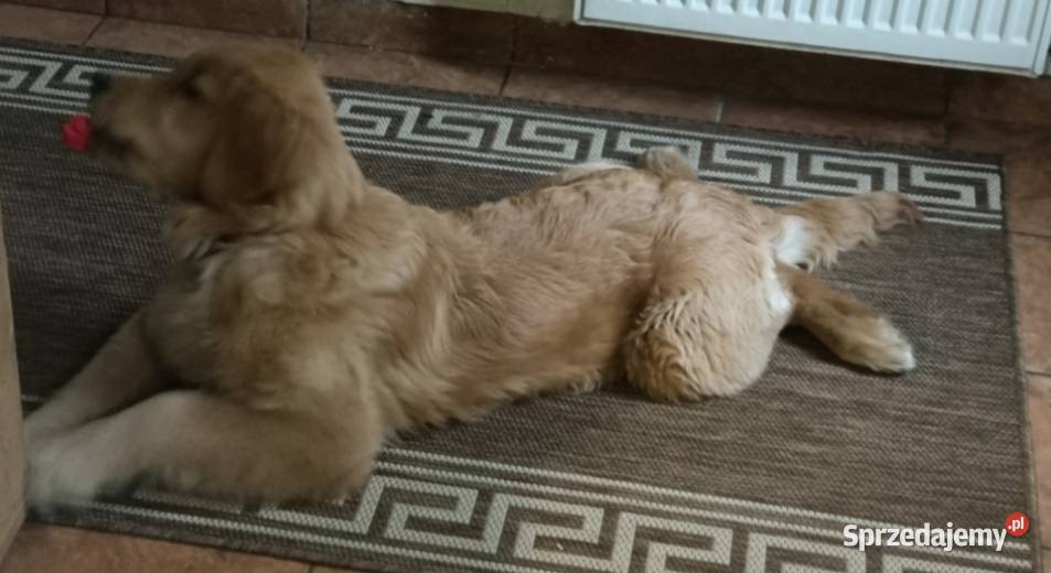 Piesek Golden retriever Katowice
