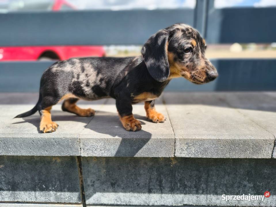 Jamnik merle czekoladowy Duschand Dackel