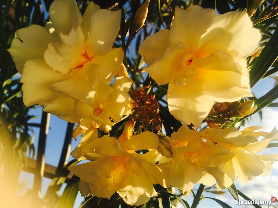Żółty oleander Szczepki Brzeźnica