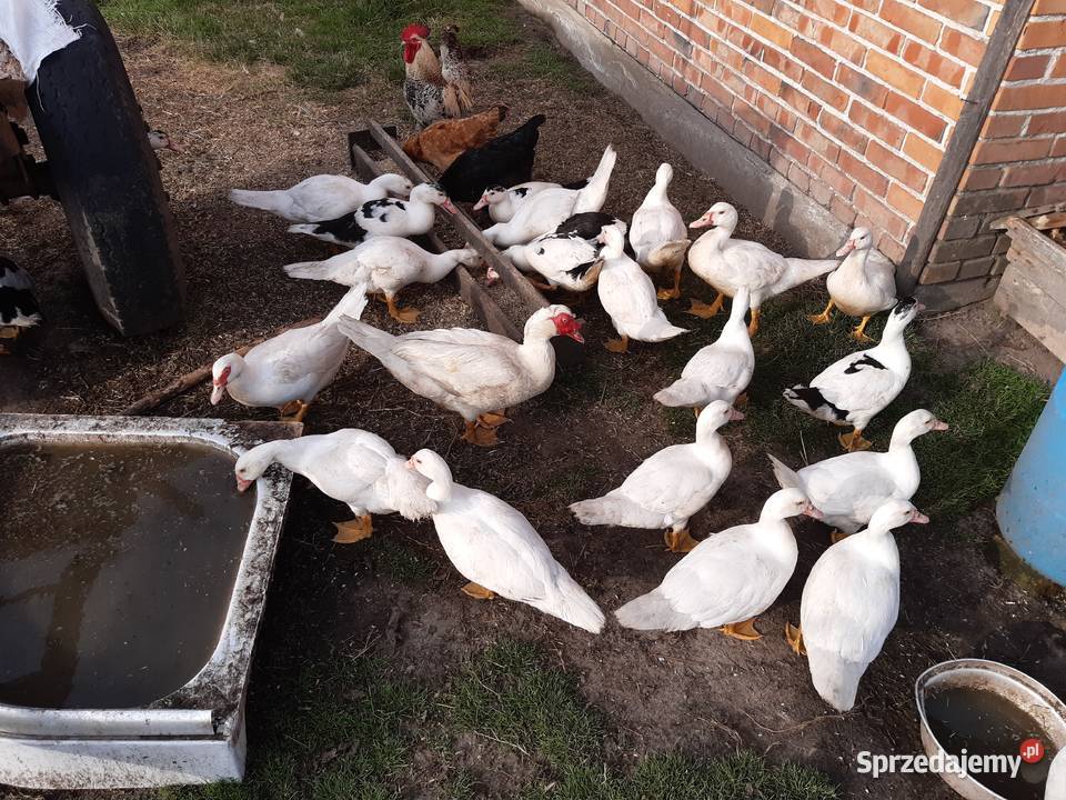 Sprzedam kaczki i kaczory Grębów